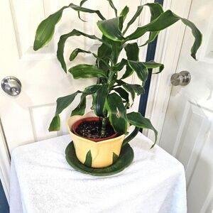 Better Homes & Gardens Ceramic Flower Pot w Saucer. Yellow & Green  12"X9"